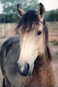 Peruvian Paso Stallion - Rainbow