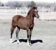 Peruvian Paso MAre - BK Silk