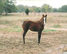 Peruvian Paso Colt