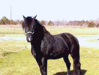 Peruvian Paso Stallion - BK Caballero
Photo by Roberta Strong