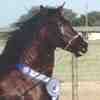 Peruvian Stallion Villa Secreto